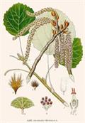common aspen, Eurasian aspen, European aspen, quaking aspen